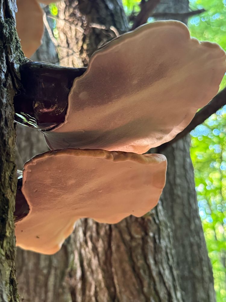 The capture depicts the bright white underside of a pair of Reishi mushrooms 