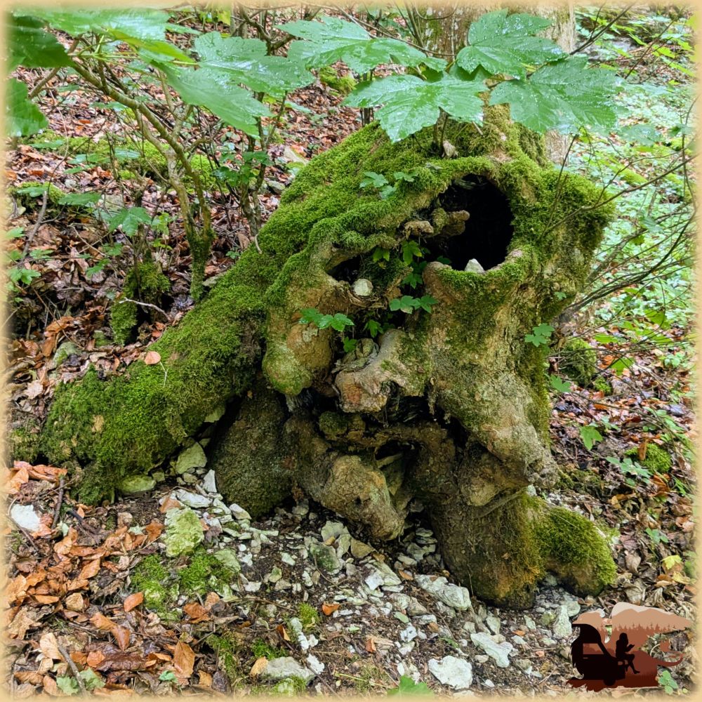 Foto eines knorrigen Baumstumpfs, der mit Laub bewachsen ist. In zwei Hohlräume wurde je ein weißer Stein gelegt. So sieht es aus, als würde es sich um ein knorriges Gesicht mit schiefem Blick und zum Flunsch verzogenen Mund handeln. 