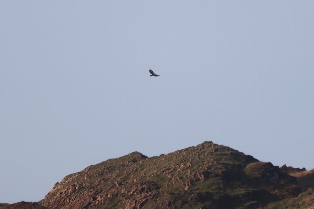 Golden Eagle from the Oban-Colonsay ferry