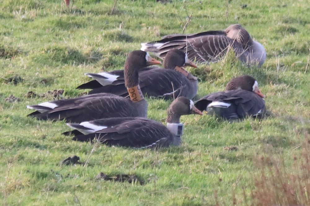 Colour-ringed and GPS-tagged Greenland White-fronted Geese, including A5C (all ringed on Colonsay this January, and have since been to Greenland and back!)