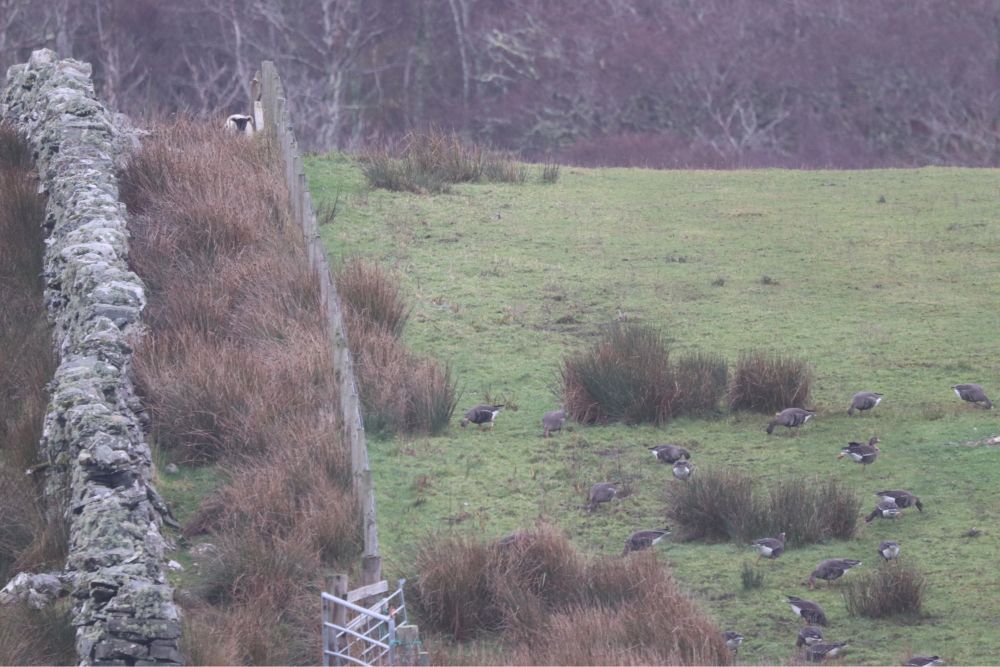 Greenland White-fronted Geese on Colonsay. The top-left bird carries a GPS tag!