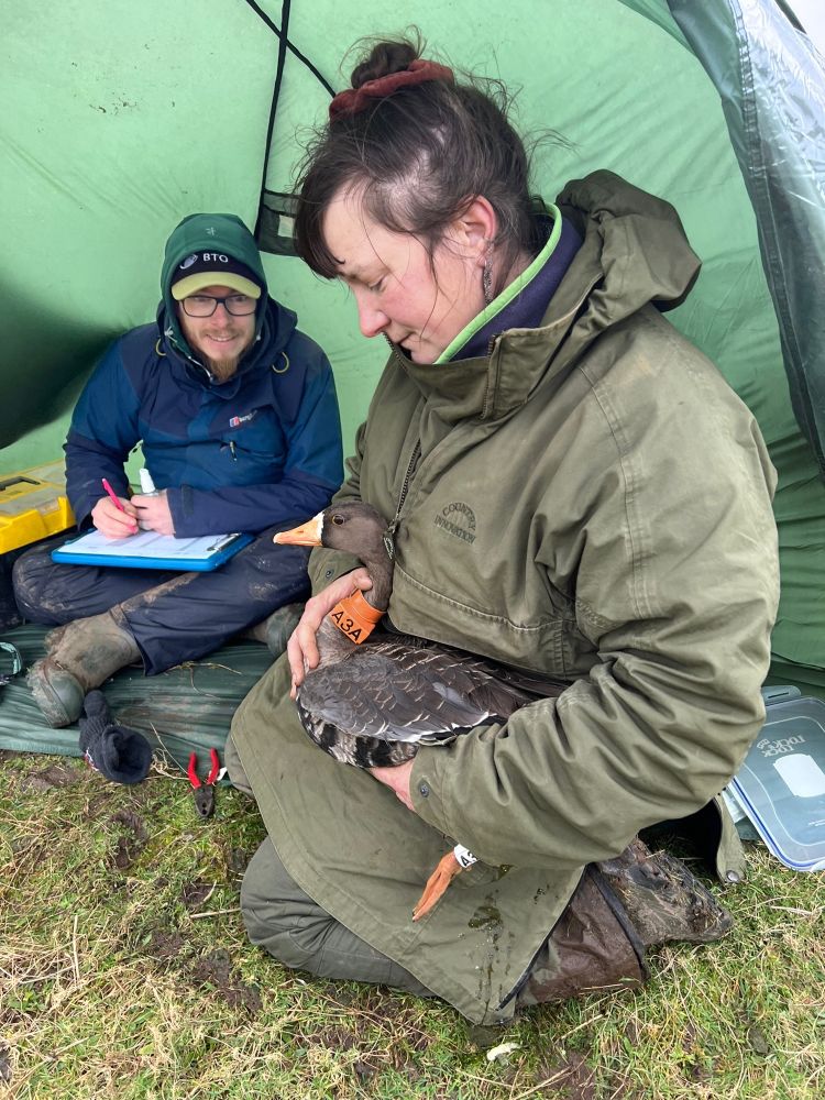 Rachel and I from BTO Cymru fitting a GPS tag (labelled ‘A3A’) to a Greenland White-fronted Goose on Colonsay