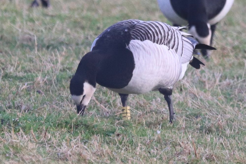A colour-ringed Barnacle Goose, yellow I/4