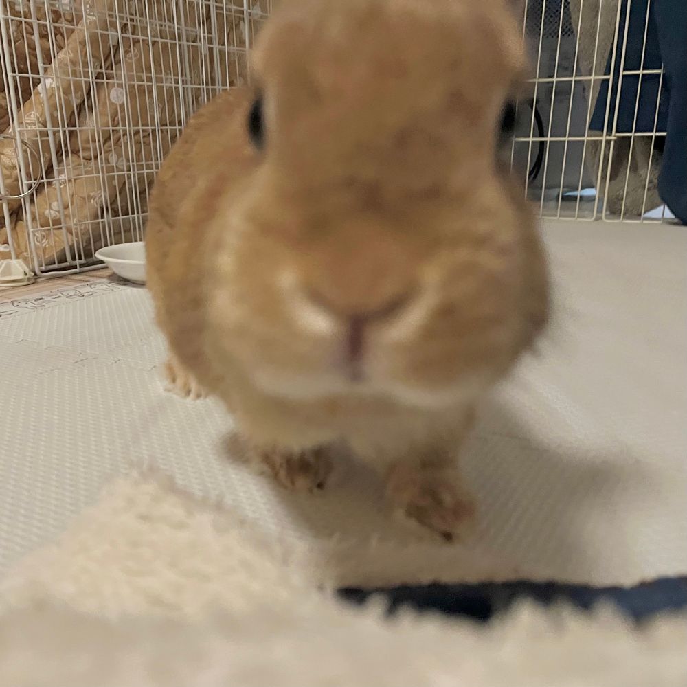 写真を撮ろうとすると近づいてくるうさぎ