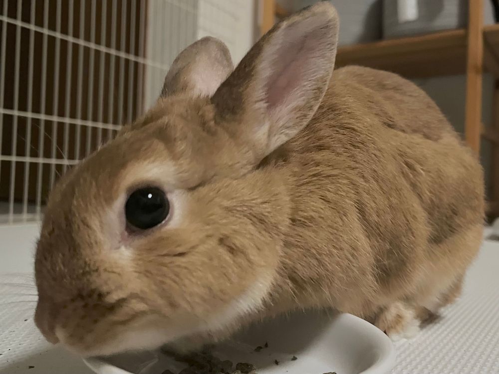 夜ごはんを食べるうさぎ