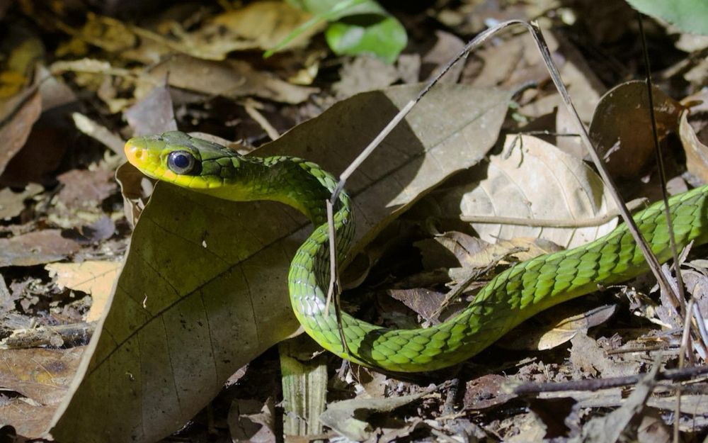 Green snake with a yellow mouth in dry brown leaves. Described as lemon and lime flavoured.