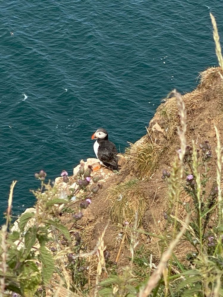 Puffin on a cliff with the sea in the background