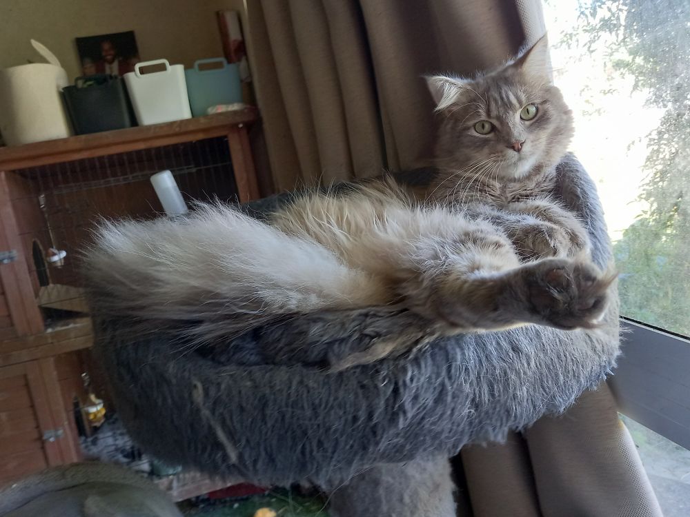 Hades, big grey fluff all made of love