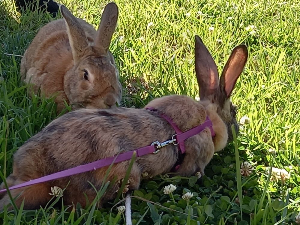 Our rabbits, Constantine (Flemish giant at the back) and Loki (tortoiseshell dwarf lop who isn't very dwarf) 