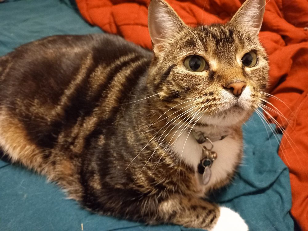Lucifer, Tabby and white ball of anxiety. She's a sweetheart. 