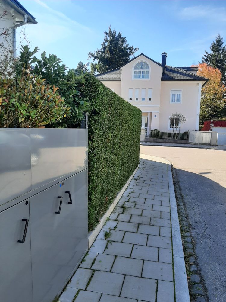 Thujenhecke nach Schnitt