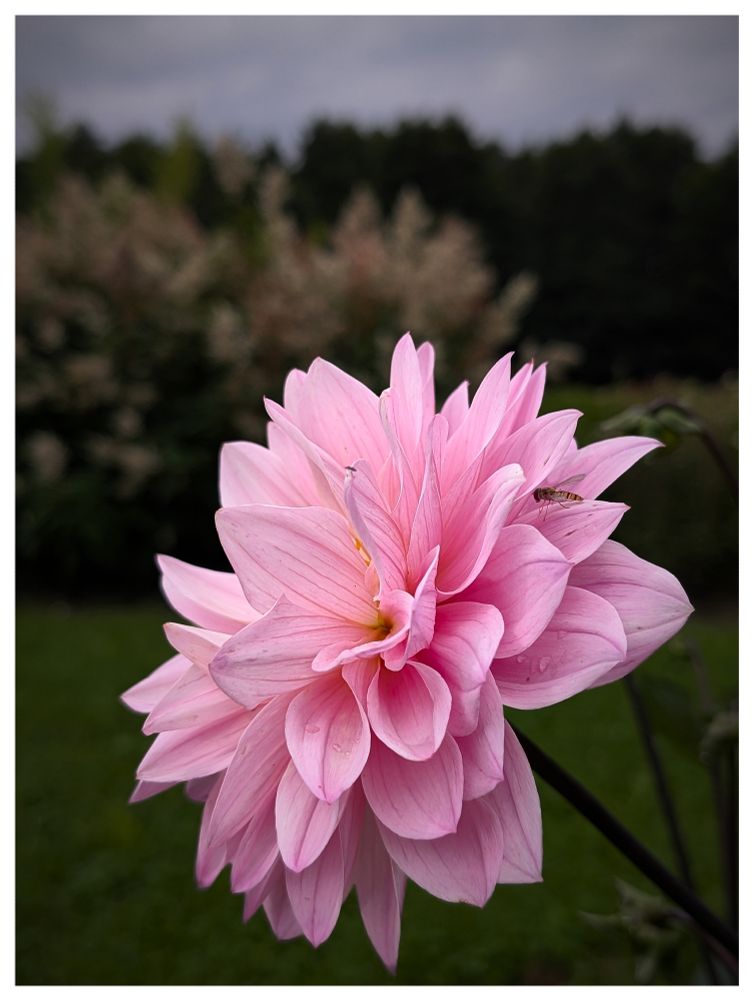 Nahaufnahme einer rosa Dahlie. Hintergrund ist verschwommen. Ein kleiner Teil des Himmels ist zu sehen.
Close-up of a pink dahlia. The background is blurred. A small part of the sky is visible.
