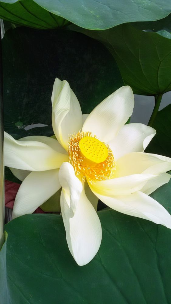 Man blickt auf die reinweiße, offene Lotusblüte umgeben von dunkelgrünen Blättern.