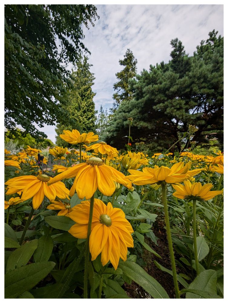 Aufnahme eines Beetes mit Rudbeckia in einem Botanischen Garten. Im Hintergrund hohe Bäume.
A flower bed with rudbeckia in a botanical garden. Tall trees in the background.
