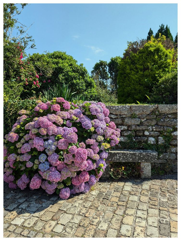 Eine alte Natursteinmauer mit einer kleine Natursteinbank davor. Rechts daneben eine sehr wüchsige lila, blaue Hortensie, die die Bank etwas verdrängt.