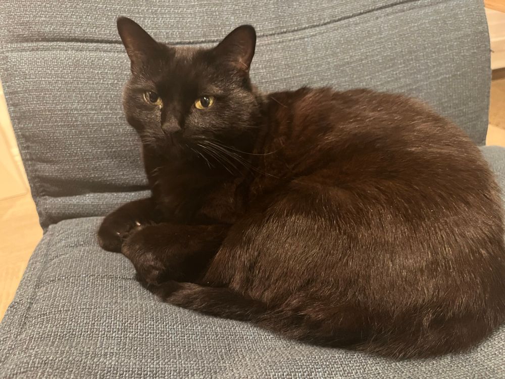 Area cat smug in the awareness she stole my chair