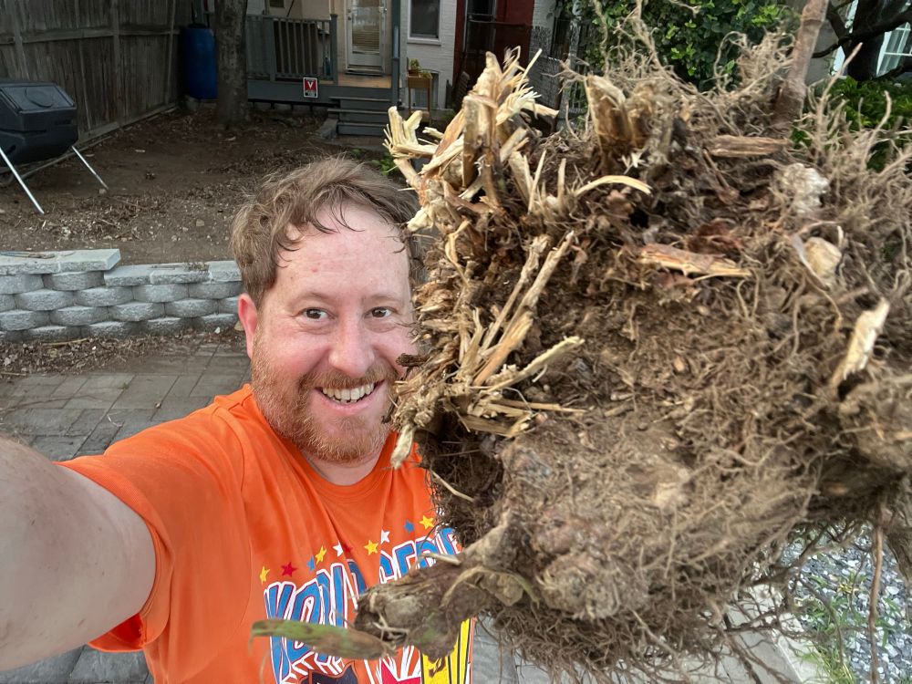 Dan holding a massive weed root