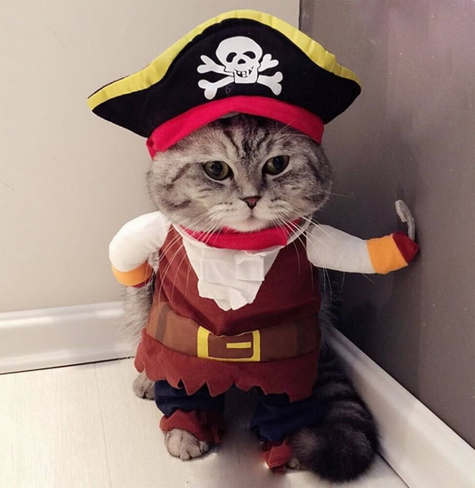 a little cat in a pirate costume