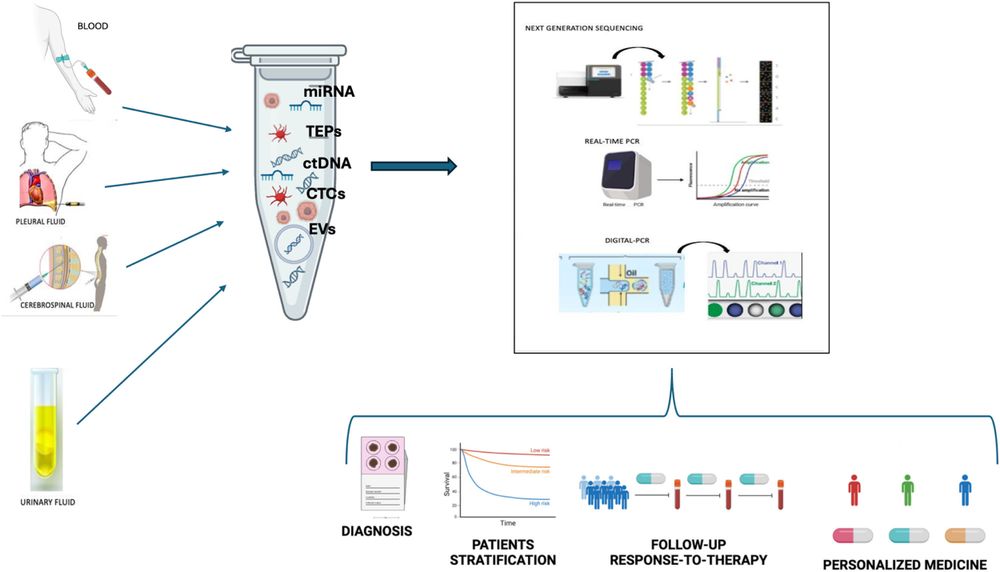 Figure outlining the workflow of liquid biopsy analysis, emphasizing the different biological fluids from which tumor-derived molecular components can be extracted.