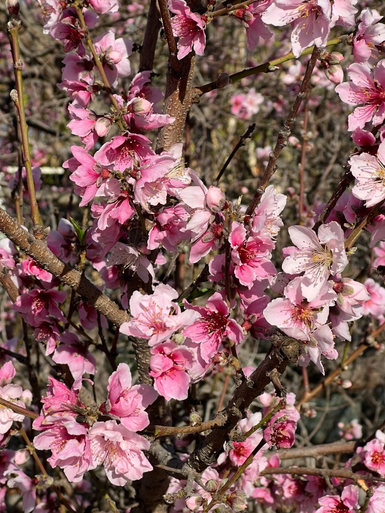 A picture of Cherry Blossoms 