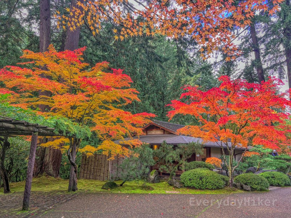 A Japanese style building may be seen behind two Maples in full fall coloration, mostly in the orange hue.