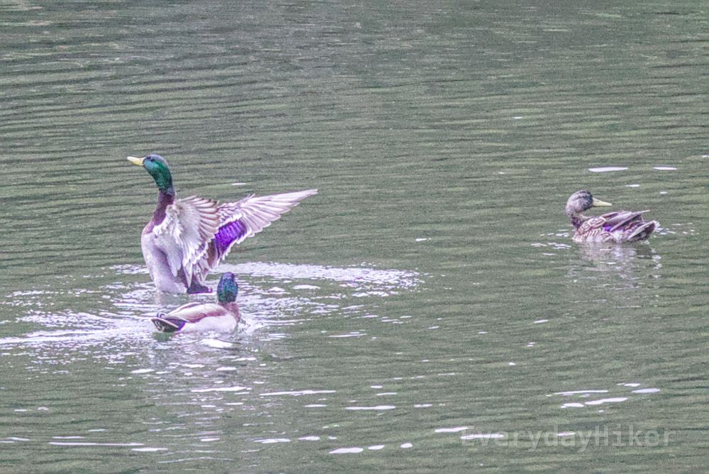 A Mallard Duck flexing its wings near another male while the female pretends not to notice.