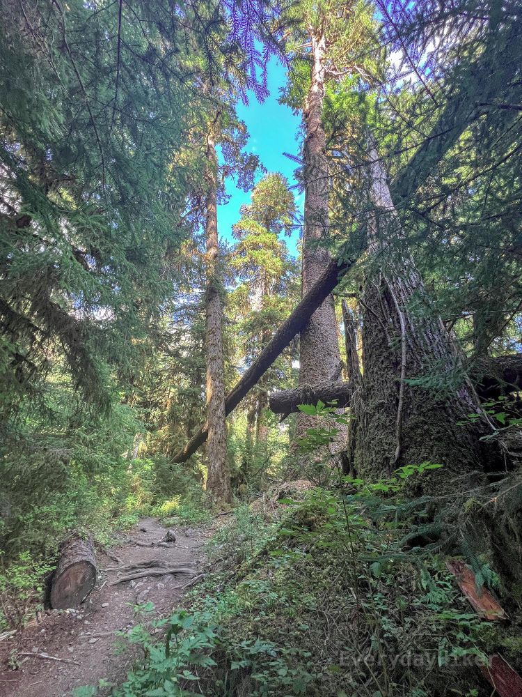 The trail passes by a large tree that has fallen and gotten wedged in the air between several other trees.