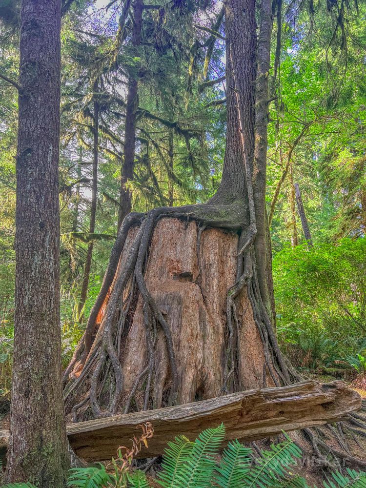 A younger tree has grown from the base of this large tree stump, with roots dangling on all sides of the stump.