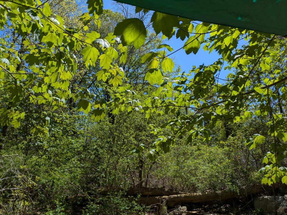 Leaves and Flowers of a tree as seen from underneath, with hard to see pollinators of all sorts working among them