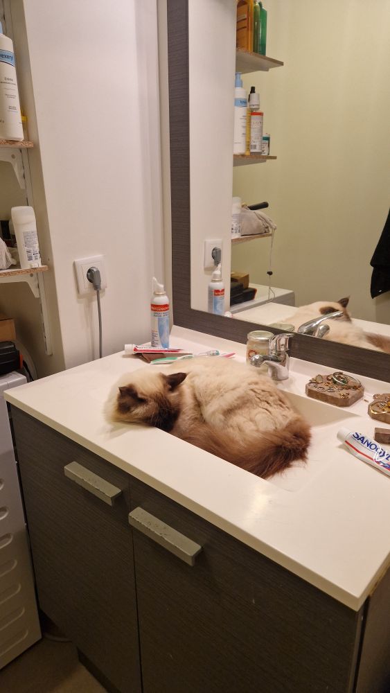 Le chat a décidé de dormir dans le lavabo.