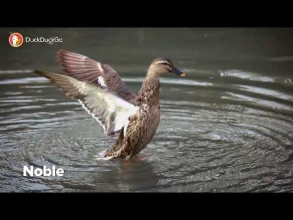Ducks in Nature