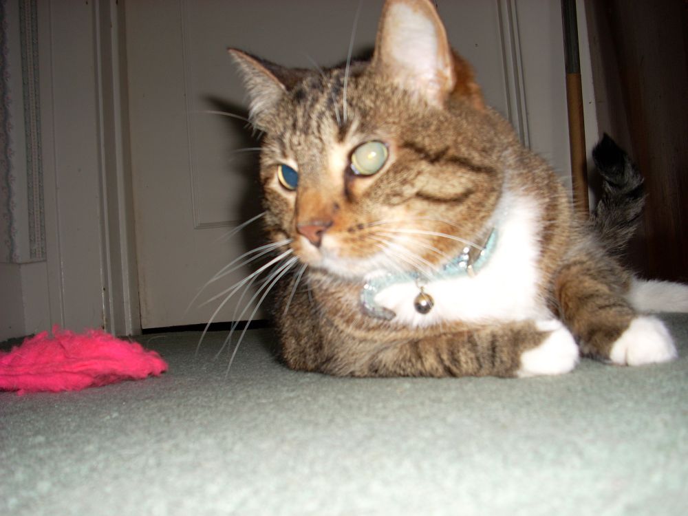 Brown and white cat laying down alert on carpet