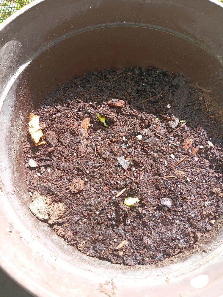 a pair of seedlings sprouting in a pot.