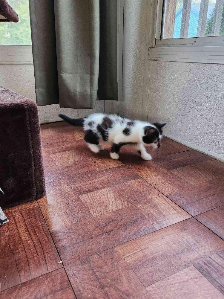 same kitten walking cautiously on hardwood