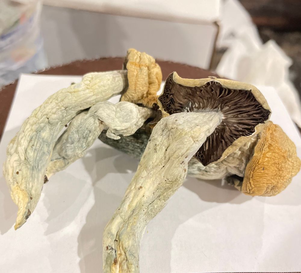 Another photo of the same 4 mushrooms rotated to show the underside of the caps that have dark brown gills and a closer look at the woody wrinkly stems