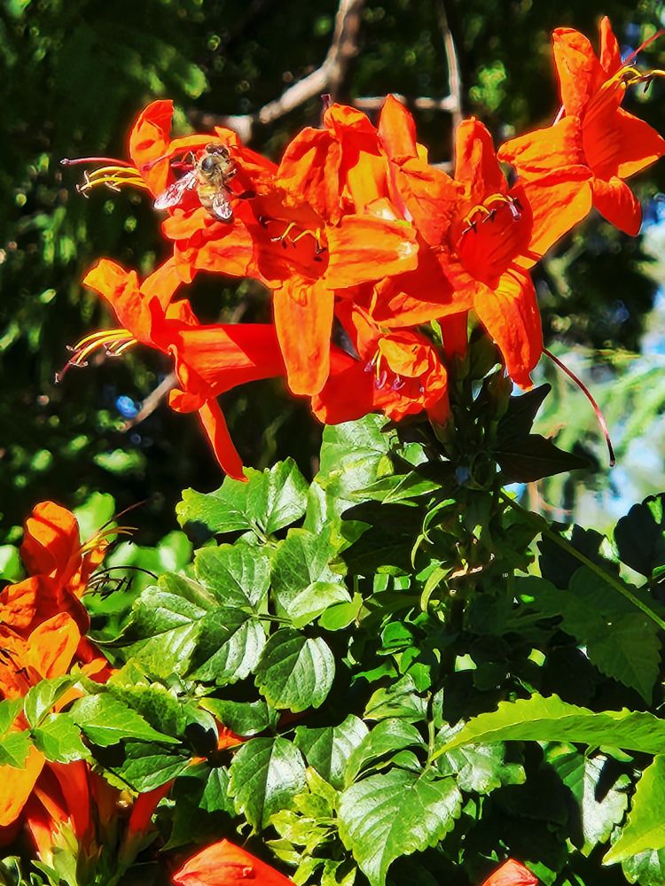 a cape honey bee in flight adjacent to a cluster of trumpet shaped orange flowers upon a bush called TecoMaria capensis, in no way related to honeysuckle instead of the bignoniacea family.