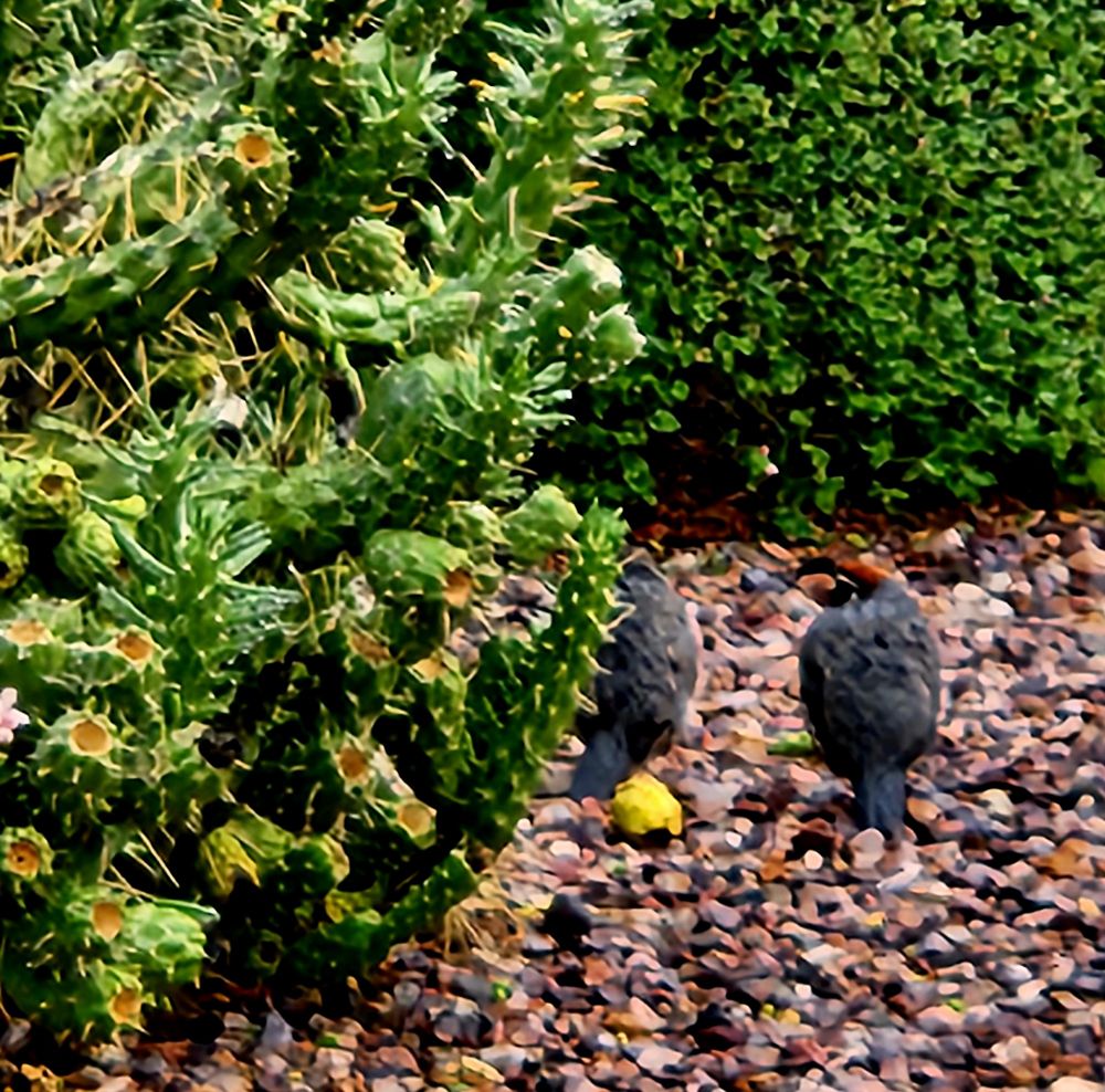 Astrocylindropuntia Subulata, Eve's Pin or Eve's Needle Cactus
detail on the left shows where segments have broken off and where new segments have had flowering portions dry with one bird partially obscured and the, other bird the male on the right attending to the female.