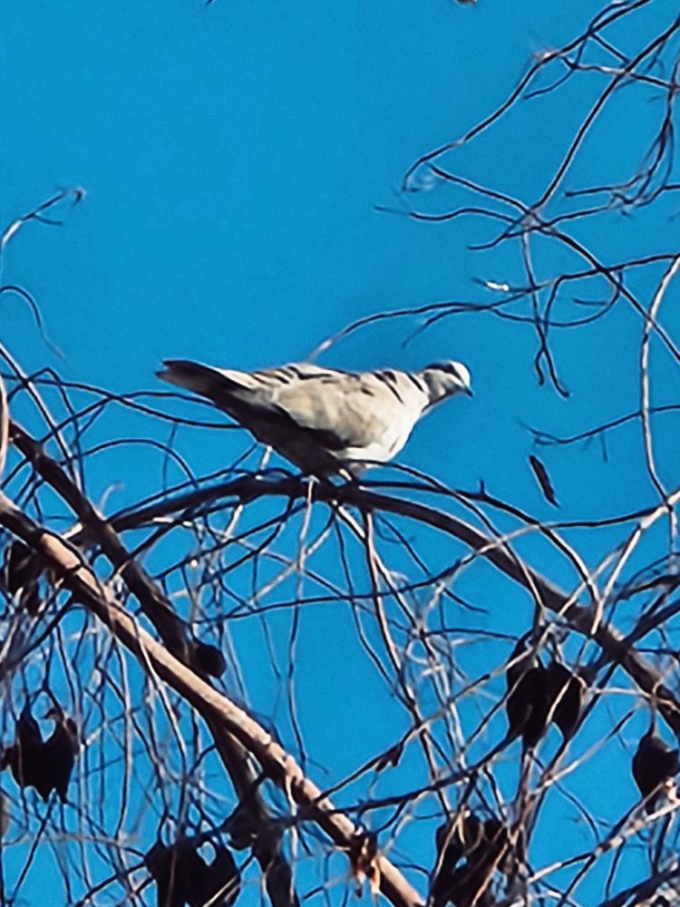 Eurasian collared-doves are larger than mourning doves and have a distinctive black "collar" on the back of their neck. 
They are native to Europe, Asia, and northern Africa, but were introduced to the Bahamas in the 1970s and have since spread throughout most of North America. 
The species is considered an invasive species in some areas, as its rapidly spreading population can compete with native species. 
Eurasian collared-doves typically feed on the ground, consuming seeds, grains, and some berries. 