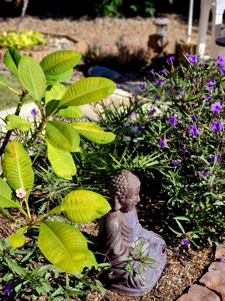 Temple plants with one with a singular pinkish white Bloom near its center, Buddha and profuse purple blooms upon a Mexican petunia plant in a small raised bed area adjacent to the pool where palm trees were once growing.