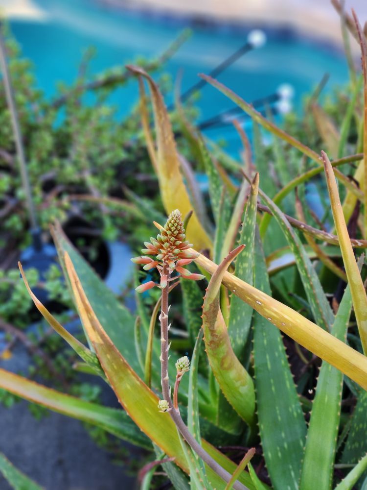 the very first flower or bloom upon a potted aloe plant in my backyard this season zone9B, Sonoran Desert. this is the first time in my life growing aloe plants outside. it's a few years in now.
from the internet over time I collected this information about aloe:Aloe vera, commonly called medicinal aloe, is a stoloniferous, stemless, tropical perennial that grows upright with stiff rosettes of succulent leaves. Common name is in reference to the folk medicine history of this plant which goes back to the pre-Christian era. Lance-shaped green leaves (to 18” long) are spotted white and armed with whitish marginal teeth. Leaves mature to gray-green. Plants may grow to as much as 3’ tall. Flowering occurs only on mature plants, typically in summer. On container plants, flowering will only occur on plants grown in optimum conditions (e.g., sunny windows or sunny outdoor locations). Yellow flowers in racemes bloom atop erect stalks rising to as much as 3’ tall. Medicinal aloe is noted for the healing and cosmetic properties attributed to its sap. The sap is added to a large number of commercial cosmetics, particularly lotions and creams. Sap is noted for its ability to moisten dry skin. Sap from a broken leaf may be applied directly to burns on the skin for relief. Sap should not be eaten, but has been used in the past for treating peptic ulcers. The sap also reportedly has strong laxative properties. Medicinal aloe is also commonly called burn plant or burn aloe. Synonymous with and formerly known as Aloe barbadensis.
