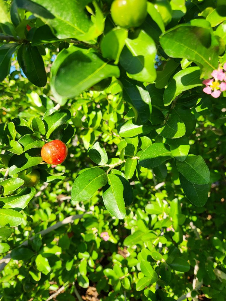 a Barbados 🍒 /Barbados cherry/Malpighia emarginata DC. tree with a red rounded piece of fruit.The Barbados cherry, also known as acerola, is a small, red, tart-to-sweet fruit that is exceptionally high in vitamin C. It is a tropical fruit that can be eaten fresh or processed into juices, jams, and jellies. The fruit is highly perishable and best refrigerated or frozen after picking. 