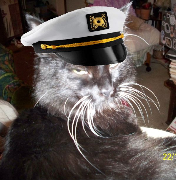 A black kitten is wearing a sea captain's hat