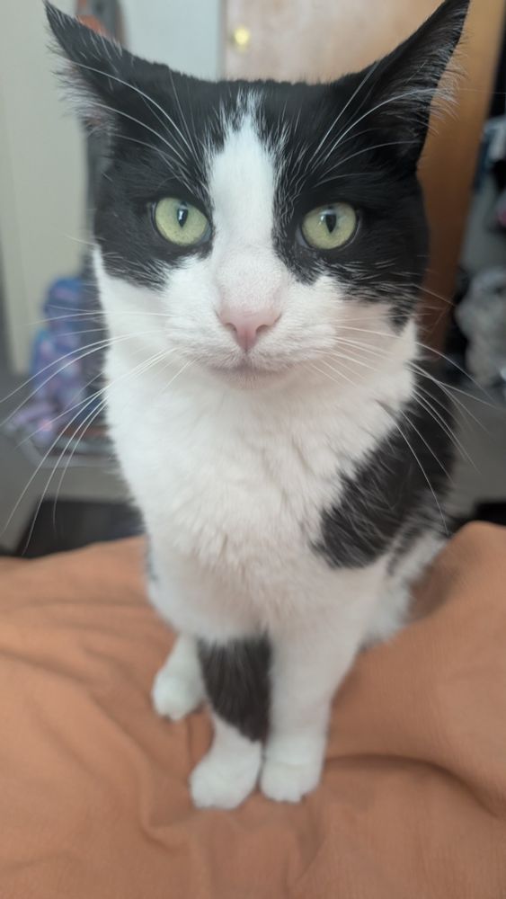 tuxedo cat on a bed staring at camera with a polite look