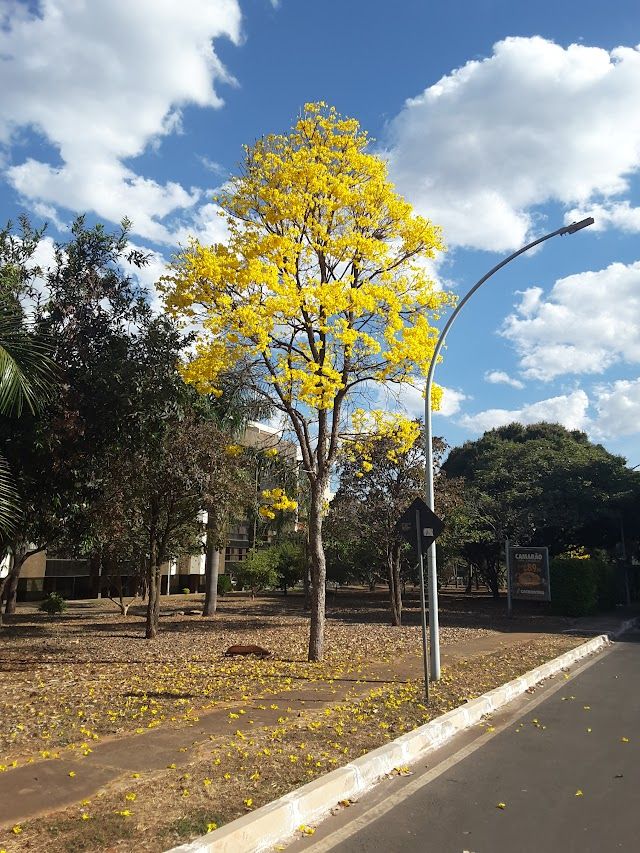 uma árvore de ipê amarelo completamente florido na entrada de uma quadra residencial