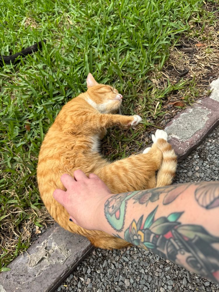 Orange cat laying down 
