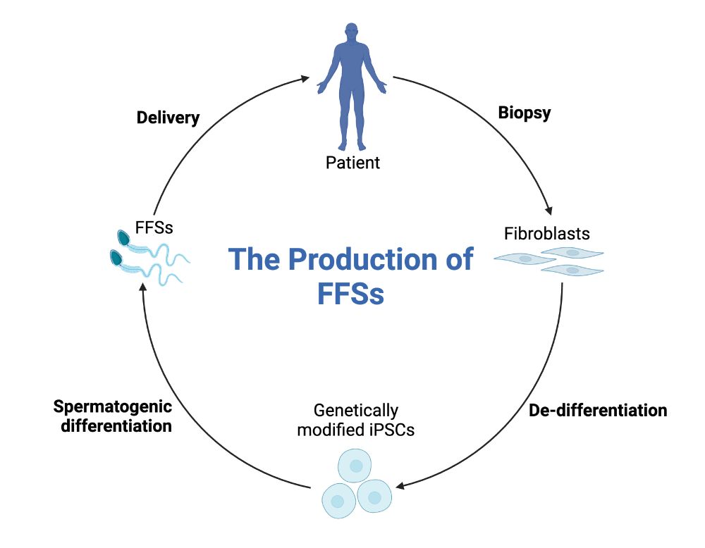 Schematic of the production cycle of a spermbot.