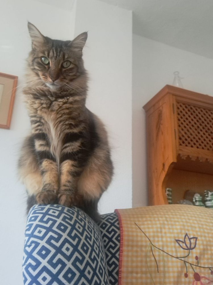Una gata de pelo largo sentada en un sillón mirando a cámara. Es totalmente atigrada (alternando color negro y crema) y tiene los ojos verdes.