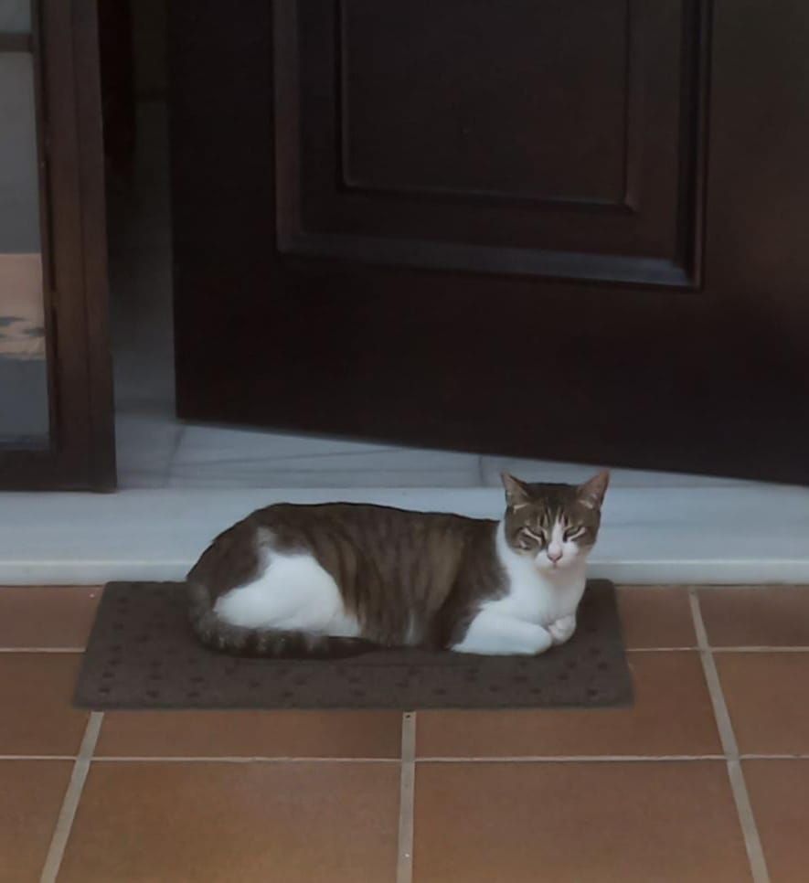 Un gato de pelo corto y corpulento tumbado mirando a cámara con cara de "llegas tarde 😠". Es blanco y gris: tiene las patas y el morro blancos y el lomo, la cabeza y el rabo, grises con rayas negras. Ojos verde claro.