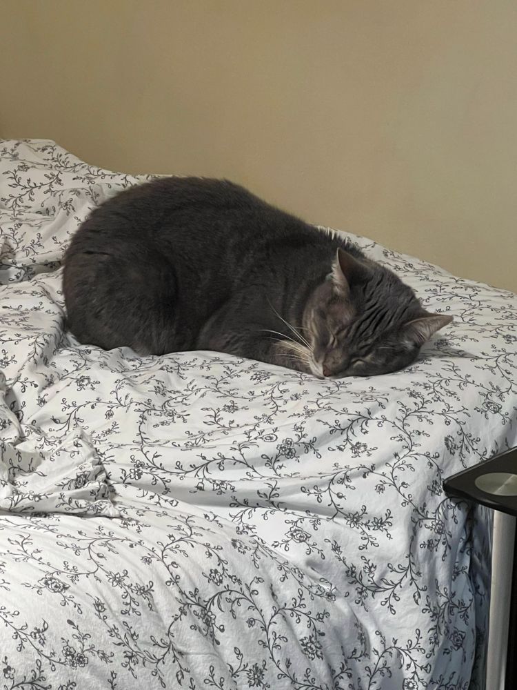 A grey tabby cat is laying on a flower print duvet in front of a beige wall. The cat is sleeping and looks very comfortable 