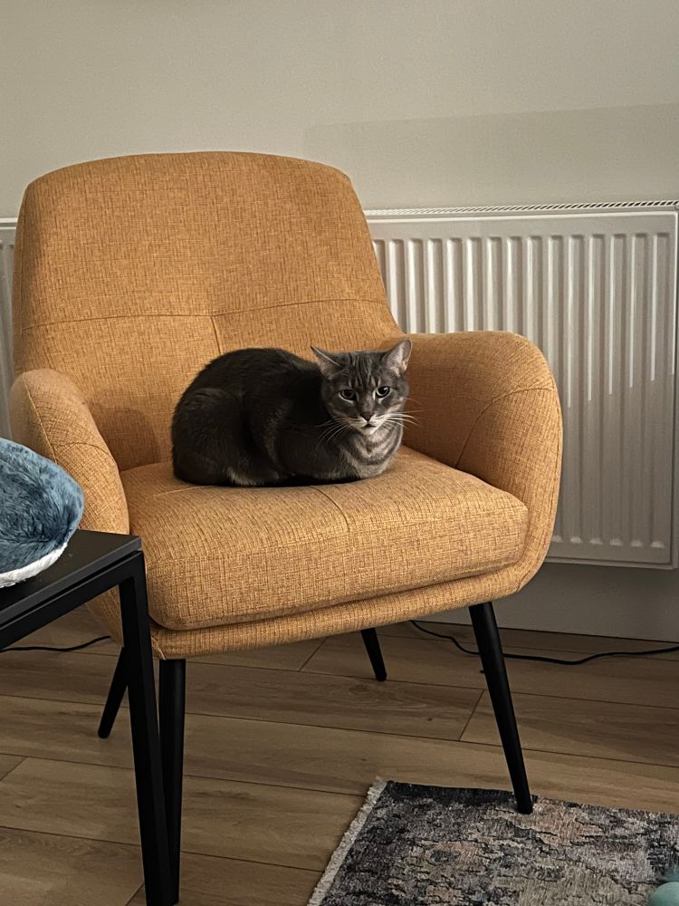 A gray tabby cat looks at the camera while loafing on an orange chair